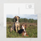 catahoulapaar briefkaart (Voorkant / Achterkant)