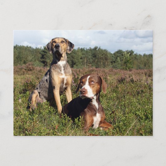catahoulapaar briefkaart (Voorkant)