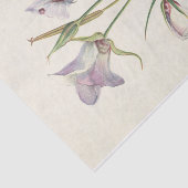 Catalina Mariposa van Mary Vaux Walcott Tissuepapier (Detail)