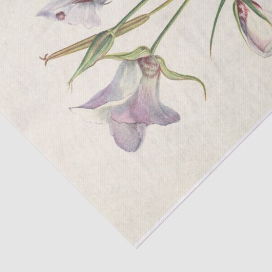 Catalina Mariposa van Mary Vaux Walcott Tissuepapier (Detail)