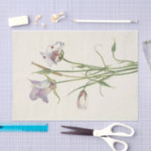 Catalina Mariposa van Mary Vaux Walcott Tissuepapier (Craft)