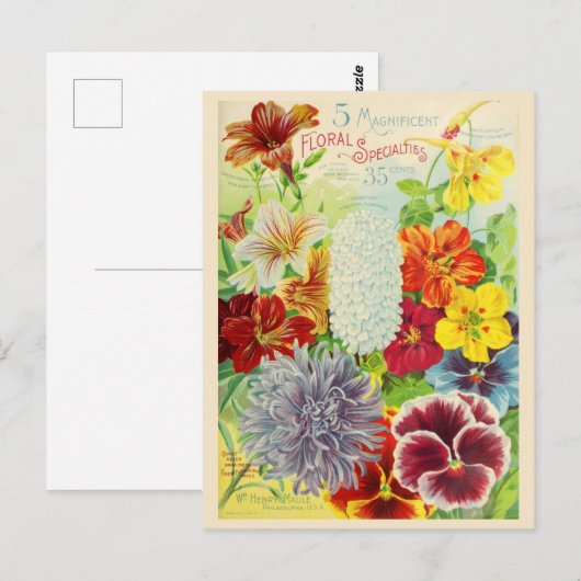 Catalogus  kousenbloem briefkaart (Voorkant / Achterkant)