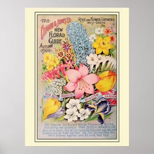 Catalogus kousenbloem poster (Voorkant)