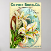 Catalogus  Lilium Plant Poster (Voorkant)