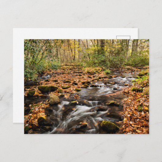 Cataloochee Creek NC: Grote rokergebergte Briefkaart (Voorkant / Achterkant)