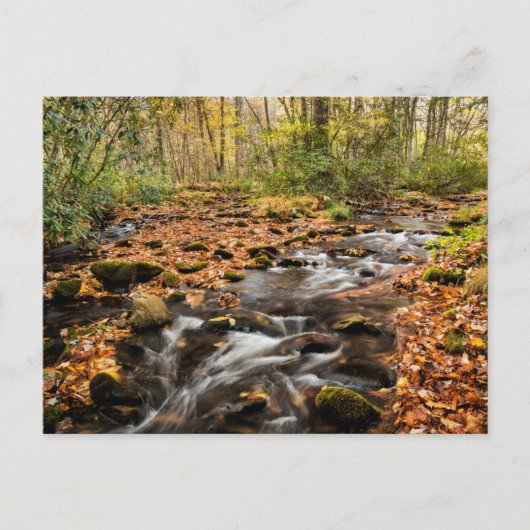 Cataloochee Creek NC: Grote rokergebergte Briefkaart (Voorkant)