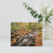 Cataloochee Creek NC: Grote rokergebergte Briefkaart (Staand voorkant)