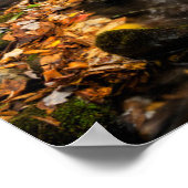 Cataloochee Creek NC: Grote rokergebergte Poster (Hoek)