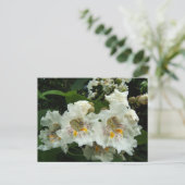 Catalpa blooms ~ briefkaart (Staand voorkant)