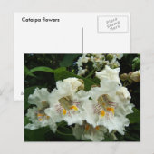 Catalpa blooms ~ briefkaart (Voorkant / Achterkant)