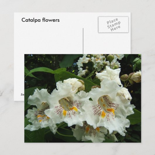 Catalpa blooms ~ briefkaart (Voorkant / Achterkant)