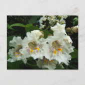 Catalpa blooms ~ briefkaart (Voorkant)