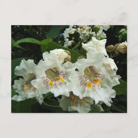 Catalpa blooms ~ briefkaart (Voorkant)