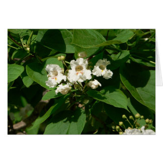 Catalpa Blossom
