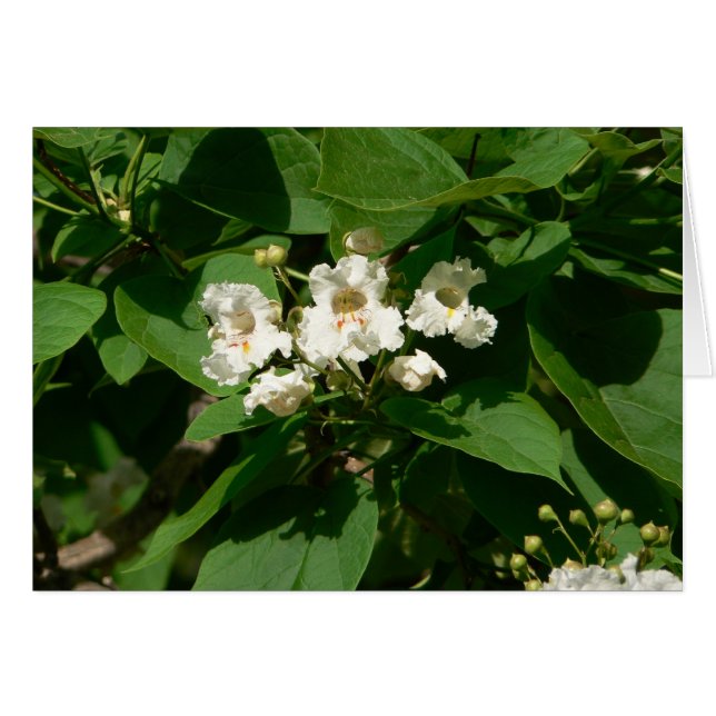 Catalpa Blossom (Voorkant Horizontaal)