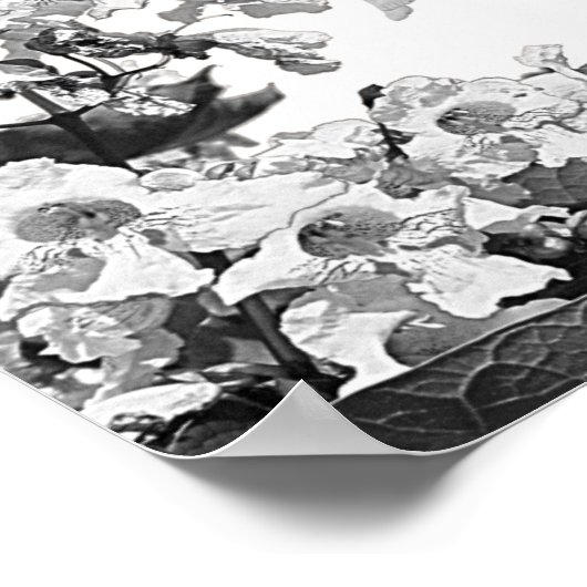 Catalpa Boom met bloemen Poster (Hoek)