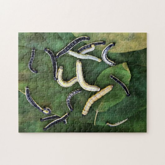 Catalpa Worms Catfish Bait Photographic Art Legpuzzel (Horizontaal)