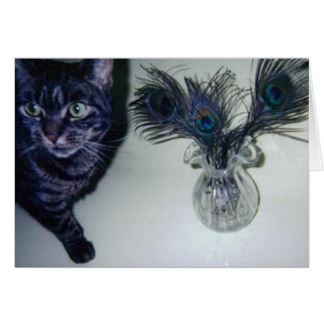 catandpeace-veren 001 (Voorkant Horizontaal)