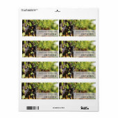 Catarra wijnetiket etiket (Full Sheet)