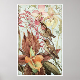 Catasetum en Cypridediums 1912 Poster
