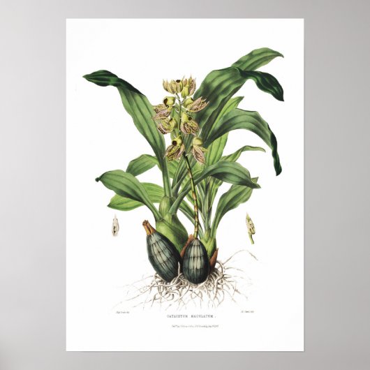 Catasetum maculatum van Miss Drake. Poster (Voorkant)