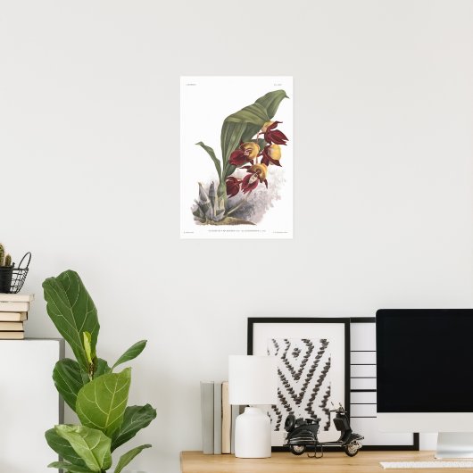 Catasetum splendens poster (Thuiskantoor)