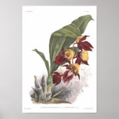 Catasetum splendens poster (Voorkant)