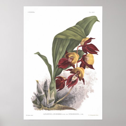 Catasetum splendens poster (Voorkant)