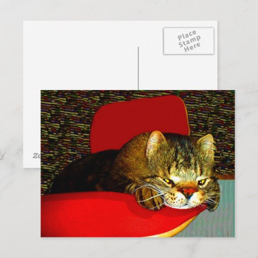 CATaTUDEs Briefkaart (Voorkant / Achterkant)