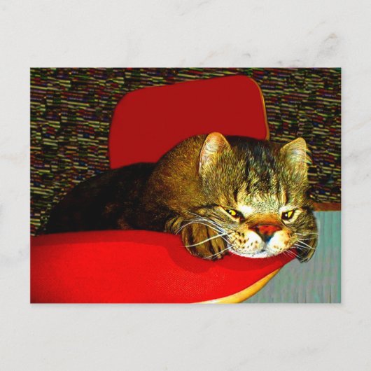 CATaTUDEs Briefkaart (Voorkant)