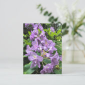 Catawbiense Boursault Rhododendrons, Oregon Briefkaart (Staand voorkant)