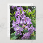 Catawbiense Boursault Rhododendrons, Oregon Briefkaart (Voorkant / Achterkant)