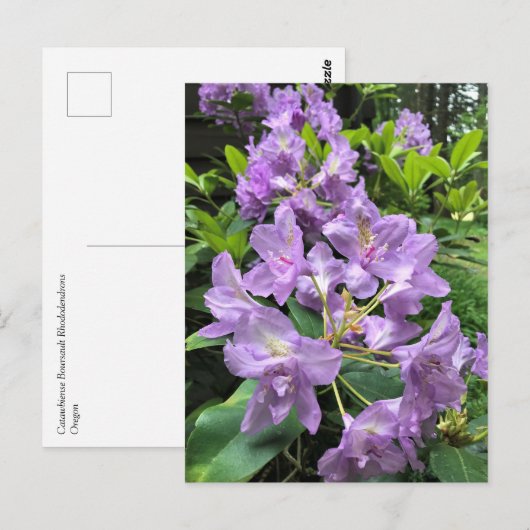 Catawbiense Boursault Rhododendrons, Oregon Briefkaart (Voorkant / Achterkant)