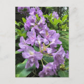 Catawbiense Boursault Rhododendrons, Oregon Briefkaart (Voorkant)