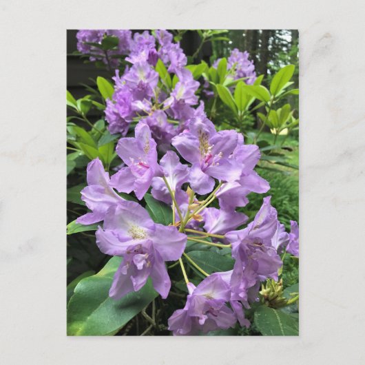 Catawbiense Boursault Rhododendrons, Oregon Briefkaart (Voorkant)
