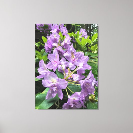 Catawbiense Boursault Rhododendrons, Oregon Canvas Afdruk (Voorkant)