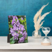 Catawbiense Boursault Rhododendrons, Oregon Fotoplaat (Zijkant)