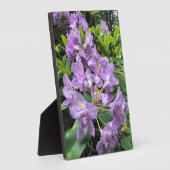 Catawbiense Boursault Rhododendrons, Oregon Fotoplaat (Zijkant)