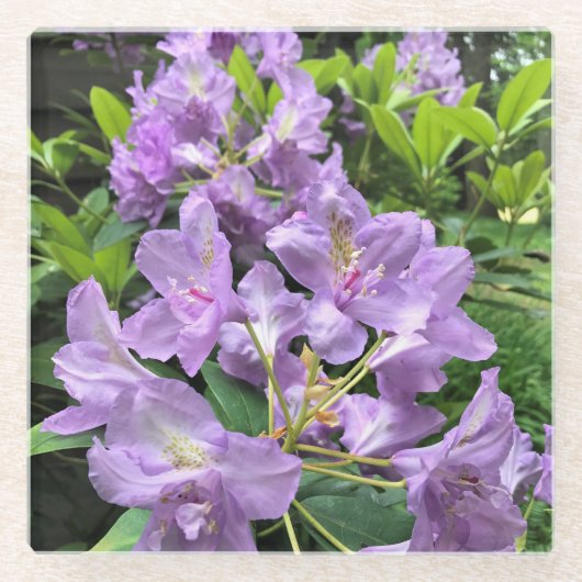 Catawbiense Boursault Rhododendrons, Oregon Glazen Onderzetter (Voorkant)