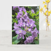 Catawbiense Boursault Rhododendrons, Oregon Kaart (Gele Bloem)