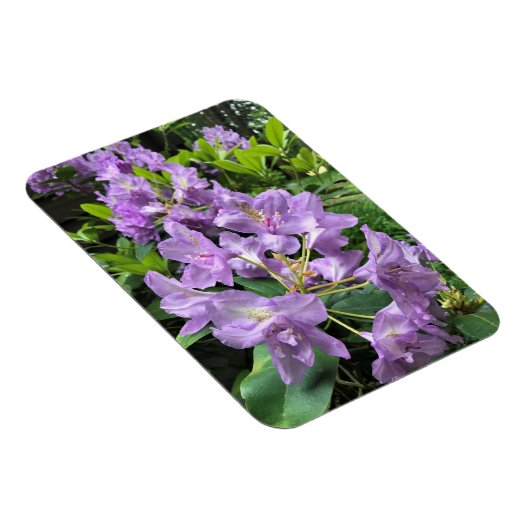 Catawbiense Boursault Rhododendrons, Oregon Magneet (Rechterzijde)