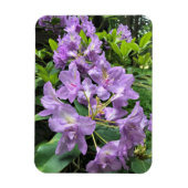 Catawbiense Boursault Rhododendrons, Oregon Magneet (Verticaal)