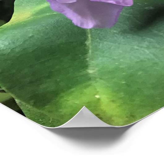 Catawbiense Boursault Rhododendrons, Oregon Poster (Hoek)