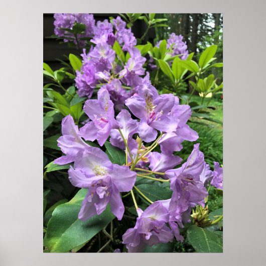 Catawbiense Boursault Rhododendrons, Oregon Poster (Voorkant)