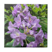 Catawbiense Boursault Rhododendrons, Oregon Tegeltje (Voorkant)