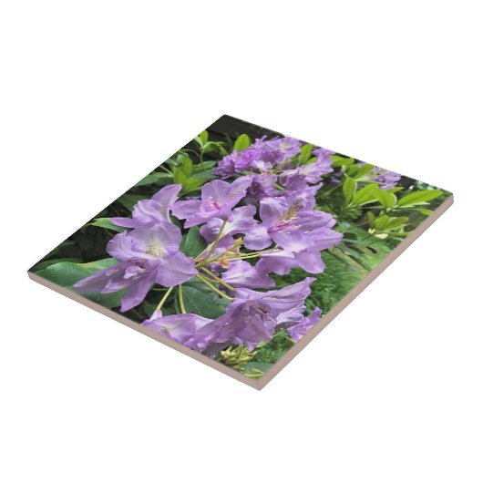 Catawbiense Boursault Rhododendrons, Oregon Tegeltje (Zijkant)