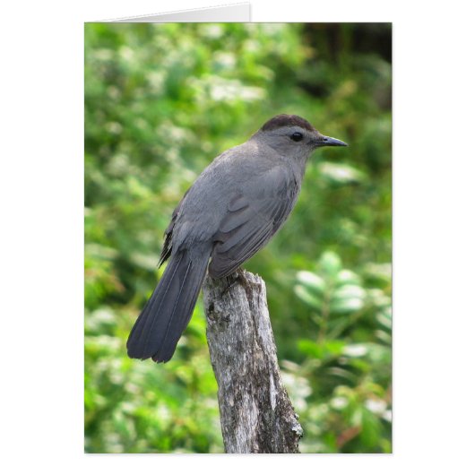 Catbird Blank Kaart (Voorkant)