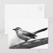 Catbird Briefkaart (Voorkant / Achterkant)
