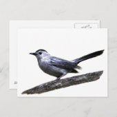 Catbird Briefkaart (Voorkant / Achterkant)