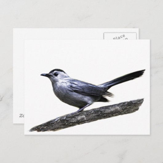 Catbird Briefkaart (Voorkant / Achterkant)